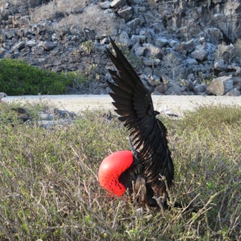 sideways - frigate bird in mating pose, seen during on-shore hike