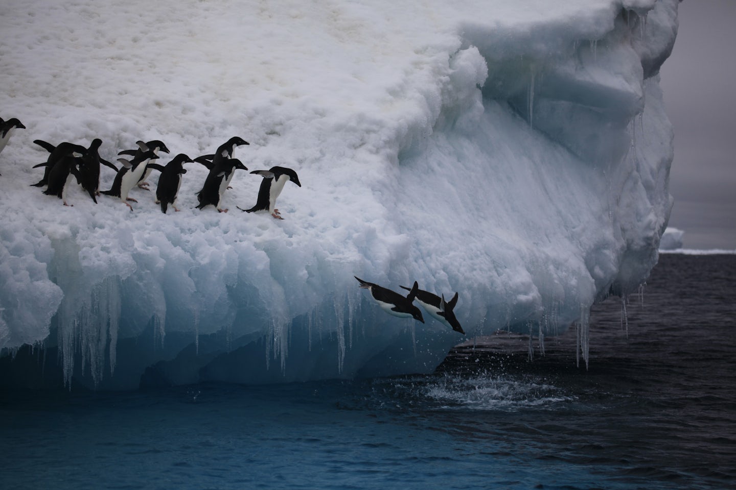penguins diving into water