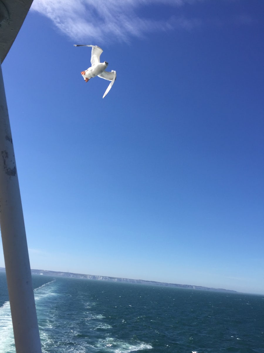 Seagull drafting off the ship as we leave Dover and cross the English Chann