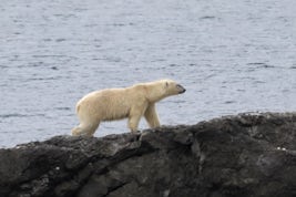 Didn't see bears on Ice but did see on this island in Svalbard