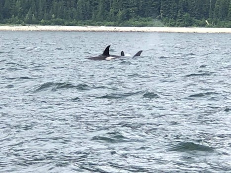 Orcas in Juneau