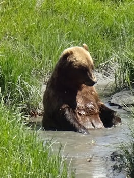 Brown bear enjoying a 'bath' - wildlife park on transfer from Ancho