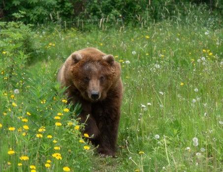 Grizzly bear at Steve Kroshel Wildlife Refuge