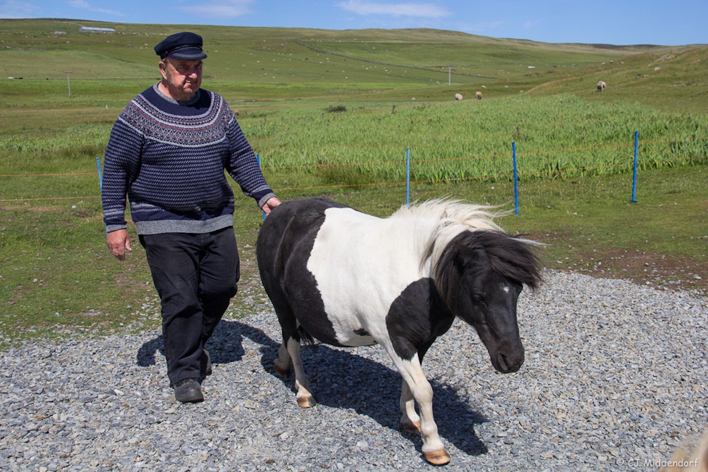 Visit with Shetland Ponies on an excursion in Lerwick.