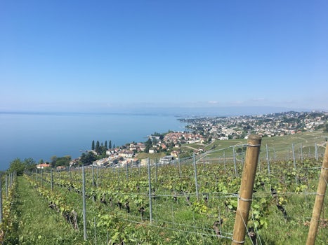 Vinyard overlooking Lake Geneva