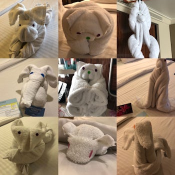 Cute towel scultures made by our canin steward Chris