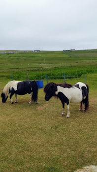 Shetland ponies in Lerwick, Shetland Islands.