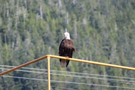 Bald eagle Ketchikan