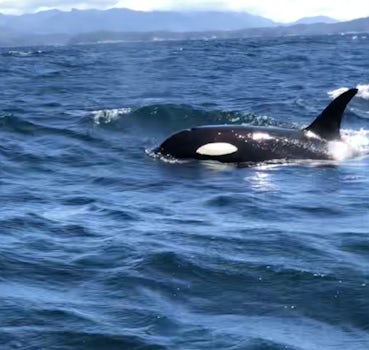 Killer whales while fishing in the gulf of Sitka