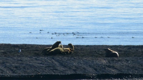 We are fortunate that there are many Walrus enjoying the beach and the water.