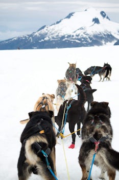 Dog sled in Juneau.