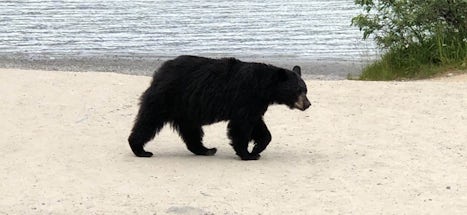 A lovely bear at Haines