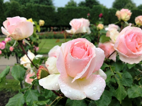 Beautiful roses on a misty morning at the Schonbrunn Palace gardens, Vienna