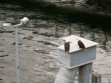 Couple of eagles sittin' around in Ketchikan.