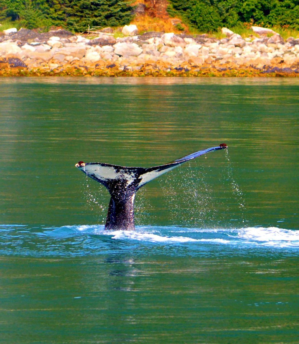 Juneau Whale watching. We saw humpbacks (this is "Flame") and Orcas