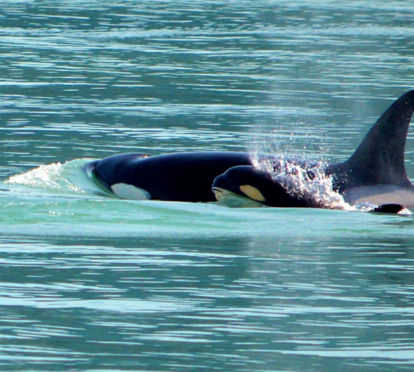 Whale watch in Juneau.