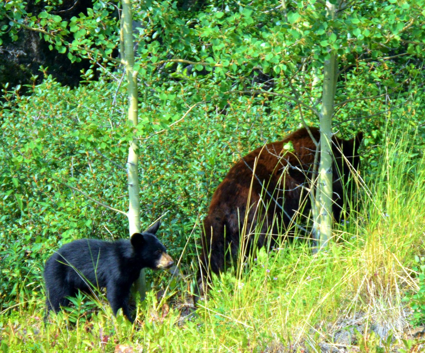 Bears on the Yukon Experience out of Skagway.
