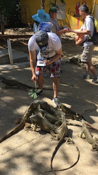 I’m feeding an iguana at the iguana farm in Roatan, Honduras as part of a