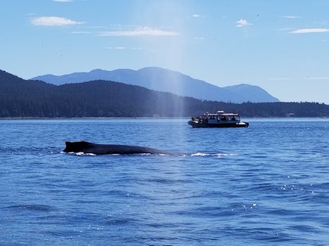 Whale watching in Junea. We got lucky. This one surfaced less than 40 feet