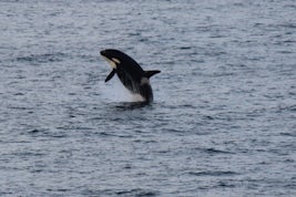 Orca whale breaching. This was the only pod of Orcas we saw.  Saw many othe
