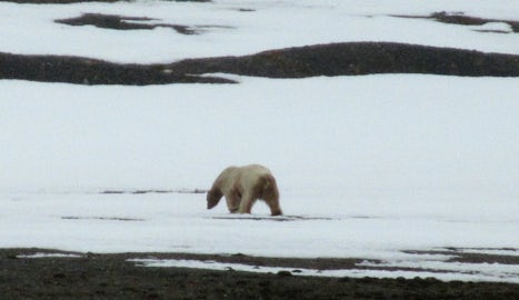 ....and provided our first view of a Polar Bear, although it looked rather grubby. It wandered around for some time, climbing slopes then sliding down again and dipping in the sea.