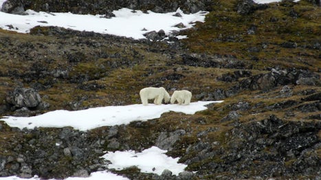 The Polar Bears spotted by MS Nordstjernen, a mother and her two year old cub, were high on the hillside and our last sighting.