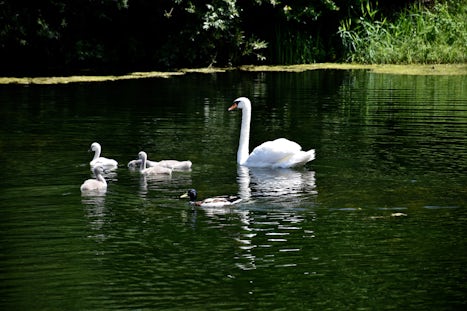 We saw swans in many of the towns along the Rhine.