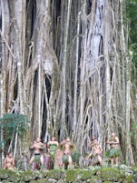 Performance in front of 600+ year old banyan tree in archeological site in