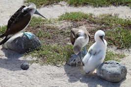 Family of blue footed boobies