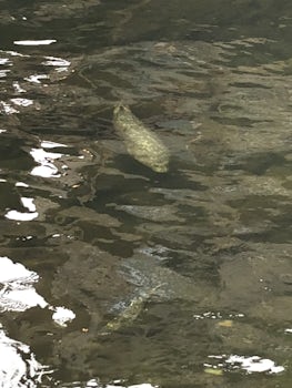 Seal in creek catching fish