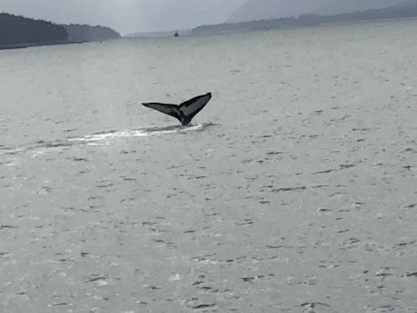 We observed several humpback whales while on an excursion in Juneau. What a