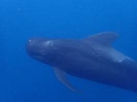 Pilot Whale on a snorkel