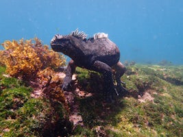 Marine Iguana on a snorkel