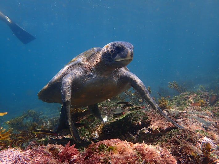 Turtle on a snorkel
