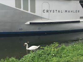 Crystal Mahler & Swan on the Moselle