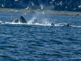 Whales using a bubble net to capture prey.
