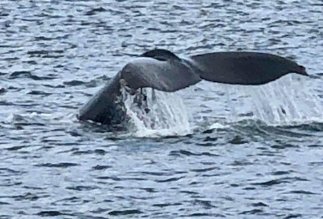 Great photo taken while out whale watching