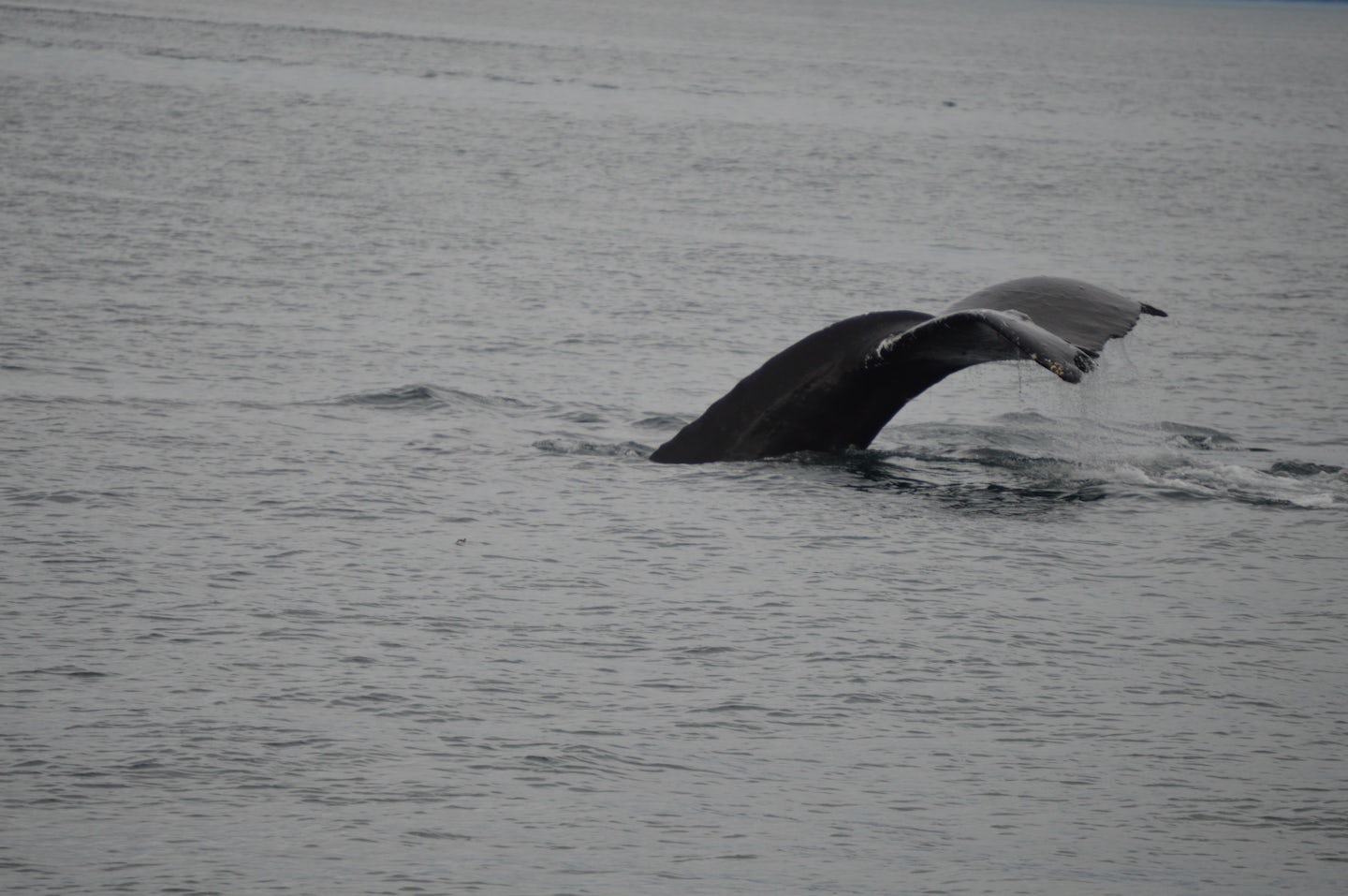 Whale sighing on shore excursion in Icy Strait Point