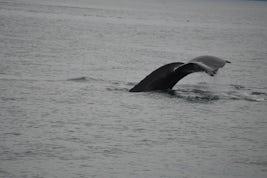 Whale sighing on shore excursion in Icy Strait Point