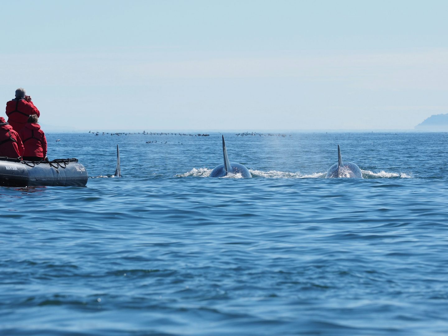 Orcas at Cape Dezhnyev