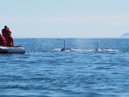 Orcas at Cape Dezhnyev