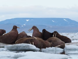 walrus at Wrangel Island