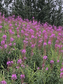 These were fireweed plants that grew wild throughout meadows.