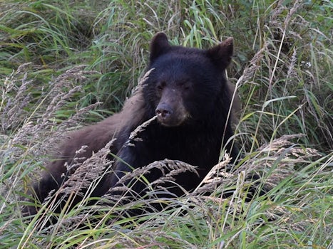 A bear in Juneau.