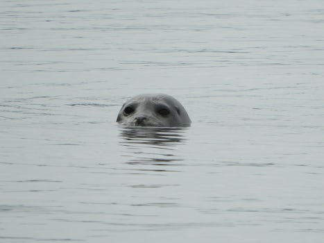 Harbor seal  - Private Whale Watching, Juneau, AK