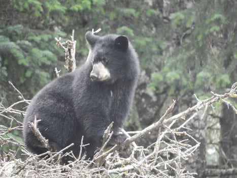 Bear cub perched in a tree. Mendenhall Glacier Park