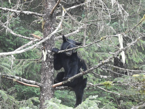Bear cub #2 Mendenhall Glacier Park