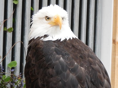 Sitka the Bald Eagle at the Rapture Center in Ketchikan