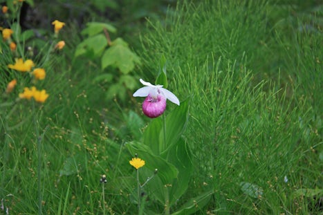 Lady Slippers in bloom