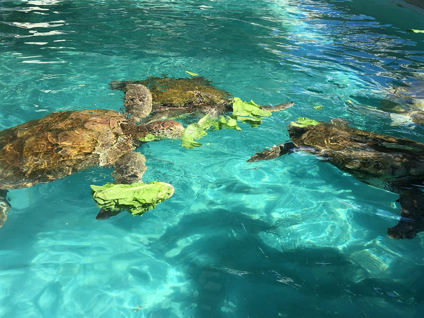 Sea Turtles eating a lunch of lettuce!